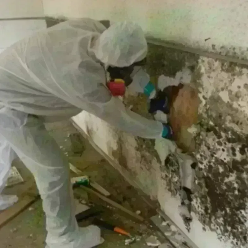 Mold Remediation and Removal in Hawthorne, NV